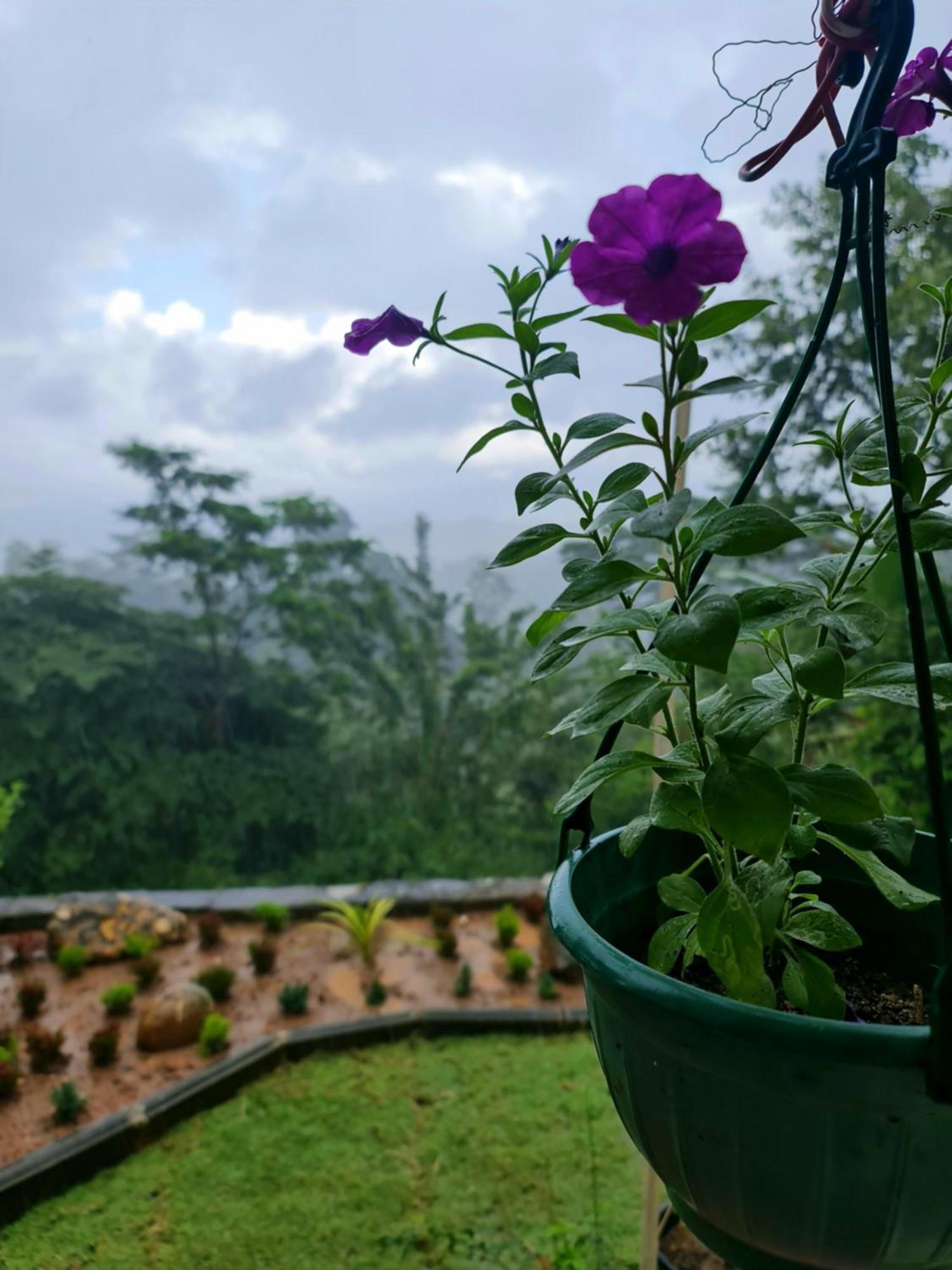 Hello Kandy Homestay Екстериор снимка